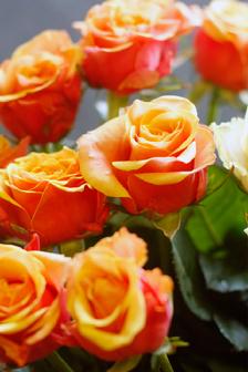 cherry brandy rose
