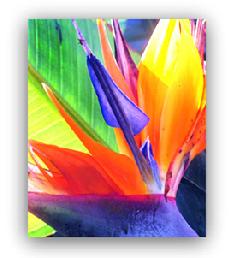 Bird of Paradise Flower