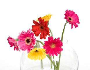 Gerbera Daisies for sale