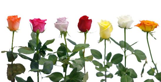 rose colors